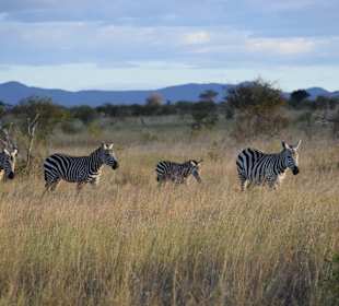 Tsavo Ost und West Safari
