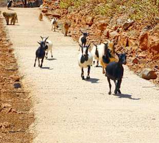 Wybieg dla makaków i kóz, do ktorego można wejść