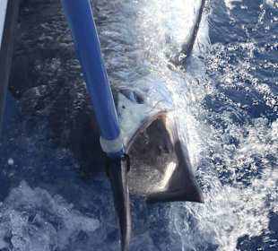 Blue Marlin 500 pounds before been released