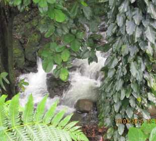 Wasserfall im Regenwald