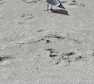 Möwe Binz