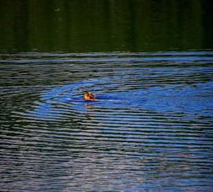 Schwimmer im See mutig wow