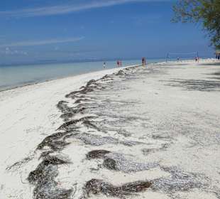 "Traumstrand" Cayo Blanco
