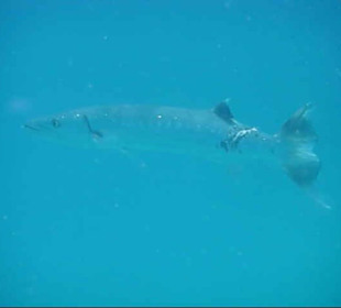 Verletzter Barrakuda