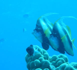 Wimpelfische Soma Bay