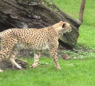 Südamerika Bereich - Gepard