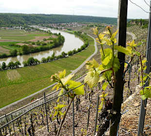 Im Mai erfolgt meistens der Austrieb