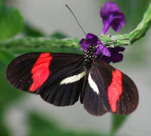 Schmetterling