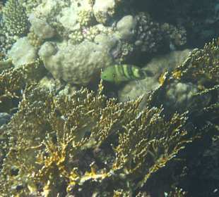 Besenschwanz Lippfisch