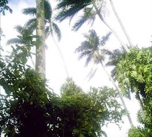Royal Palm Reserve