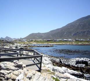 Stoney Point African Penguin Breeding Colony