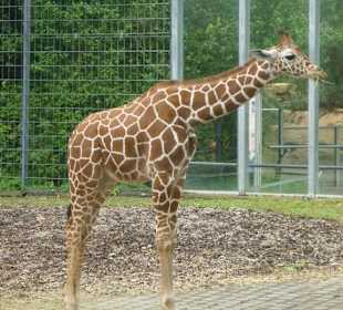 Giraffenjunges