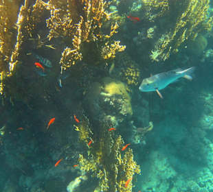 Großaugen Straßenkehrer