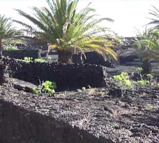 Fundacion Cesar Manrique