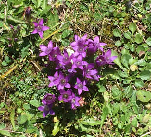 Wandern Ellmau am Wilden Kaiser