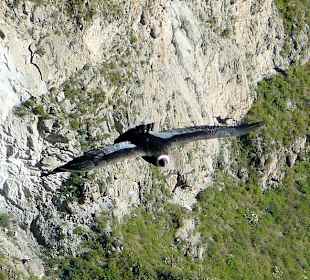 Kanion Colca