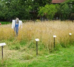 Alte Getreidesorten im Bauernhausmuseum