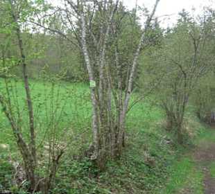 Premiumwanderweg Hochgebürzelt