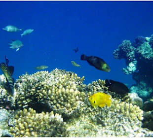 Ägypten Schnorcheln und schwimmen mit Delphinen 