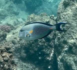 Schnorcheln Hurghada 