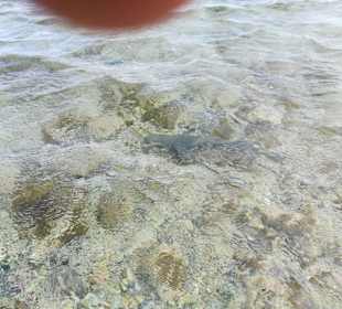 Hai in Shark Bay