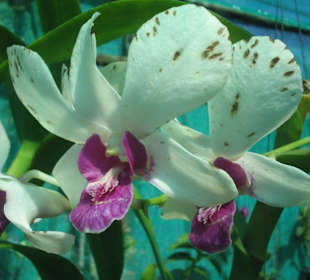 Orchideenfarm  auf Koh Lanta