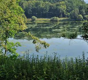 Blick auf den Froschgrundsee vom Westufer aus