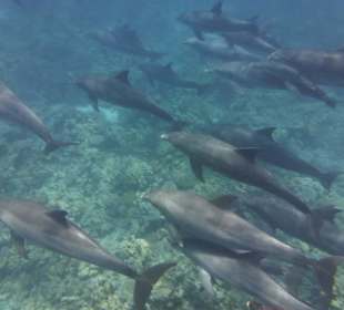 Delfinausflug mit MO