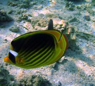 Tabak-Falterfisch am Hausriff