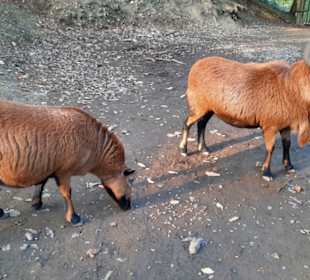 Direkter Kontakt zu den Tieren möglich