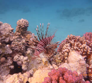 Schnorcheln Makadi Bay