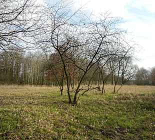 Naturschutzgebiet Boberger Niederung