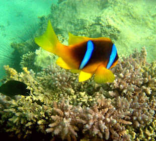 Anemonenfisch  (Emo)