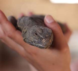 Reptilien der Beduinen