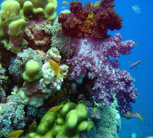 Hart-und Weichkorallen