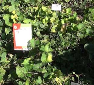 Staudengarten - Berggarten