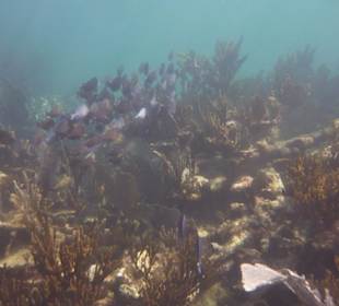 Fischschwarm am Hausriff