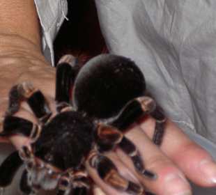 Specimen du Parc Tortuguero