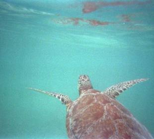Schildkröte in Akumal-beach
