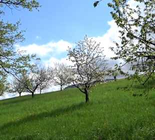 Naturerlebnisweg des NABU-Metzingen