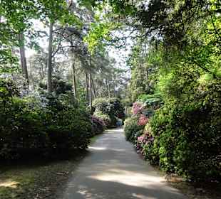 Spaziergang durch den Rhododendronpark Westerstede