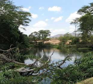 Traumhafte Landschaften (Mzima Springs)