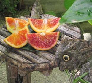 Das Schmetterlingshaus Villa Garzoni