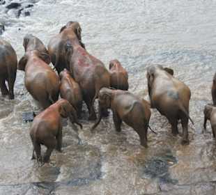 Elefanten beim Baden