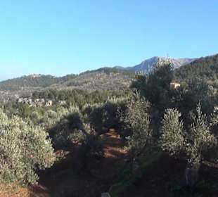 Garten "Turm der Araber"