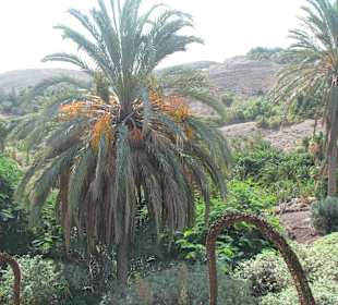 Jardin Botanico de Cactus im Oasispark