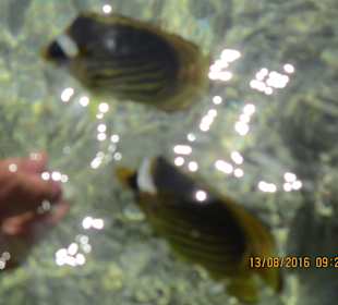 Fische lassen sich füttern