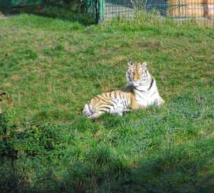 Wildparkimpressionen