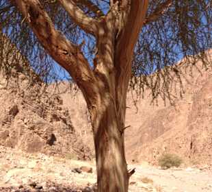 Kamelfutter im Canyon