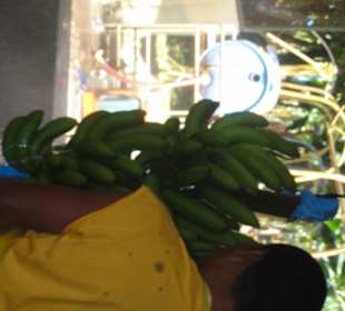 In der Bananen - Fabrik